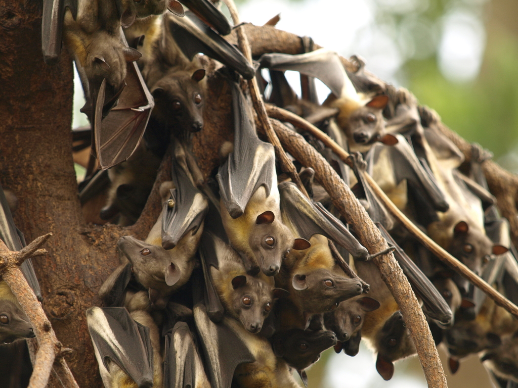 African Straw-coloured Fruit-bat
