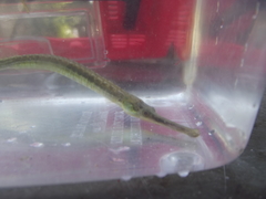 Syngnathus temminckii