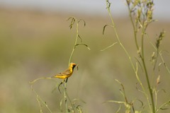 Epthianura aurifrons