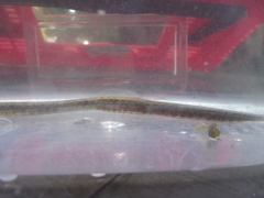 Syngnathus temminckii