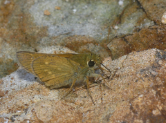 Ochlodes ochracea