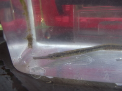 Syngnathus temminckii