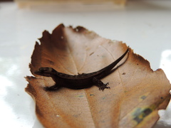 Lepidoblepharis xanthostigma