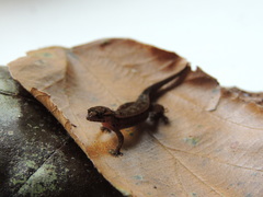 Lepidoblepharis xanthostigma