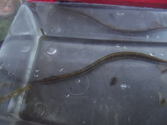 Syngnathus temminckii