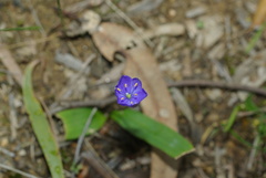 Chamaescilla corymbosa