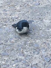 Setophaga caerulescens