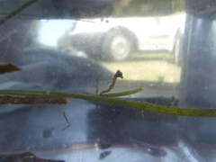 Hippocampus capensis