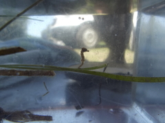 Hippocampus capensis