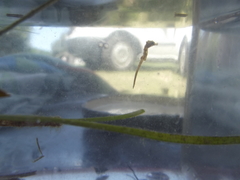 Hippocampus capensis