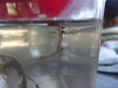 Hippocampus capensis