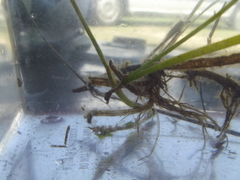 Hippocampus capensis