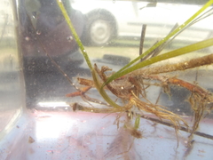 Hippocampus capensis