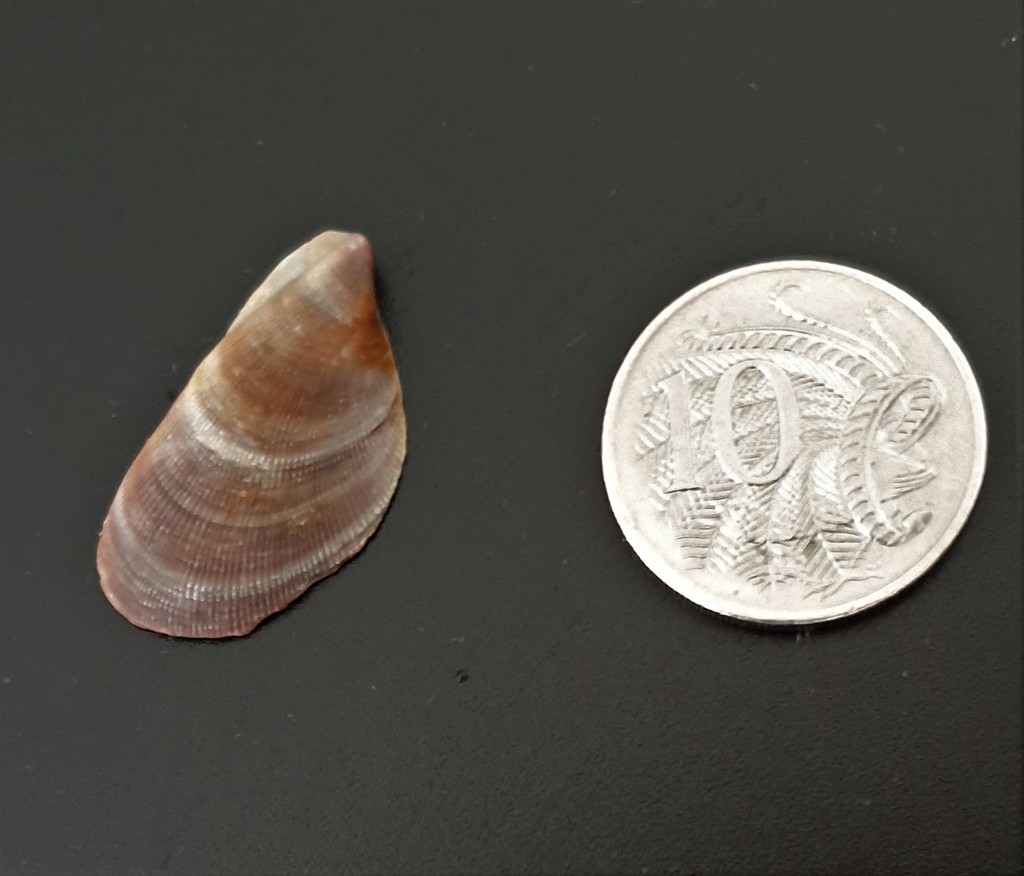 Hairy Mussel from Sydney NSW, Australia on September 21, 2020 at 1121