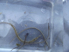 Syngnathus temminckii