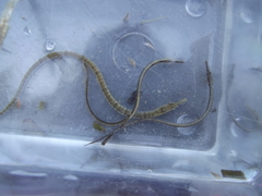 Syngnathus temminckii