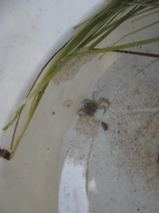 Hymenosoma orbiculare