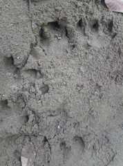 Tapirus terrestris