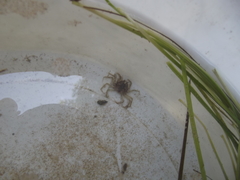 Hymenosoma orbiculare