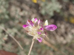 Dalea versicolor