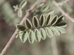 Dalea versicolor