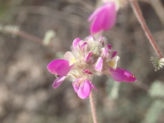 Dalea versicolor