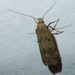 Hollyhock Seed Moth - Photo (c) Jakob Fahr, some rights reserved (CC BY-NC), uploaded by Jakob Fahr
