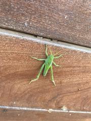 Acanthacris ruficornis