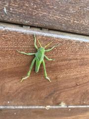 Acanthacris ruficornis