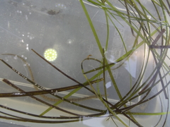 Hippocampus capensis