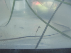 Hippocampus capensis