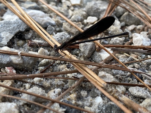Calopteryx maculata image