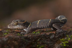 Cyrtodactylus deccanensis