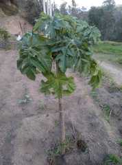 Vasconcellea heilbornii