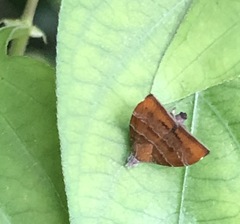 Choreutis achyrodes