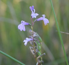 Lobelia urens