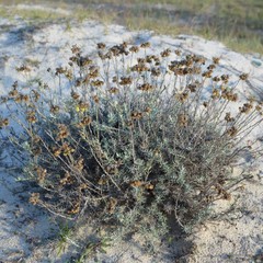 Helichrysum arenarium