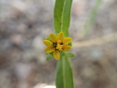 Melampodium strigosum