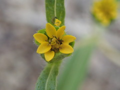 Melampodium strigosum