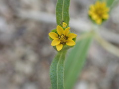 Melampodium strigosum