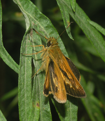 Ochlodes subhyalina