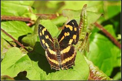Symbrenthia lilaea formosanus