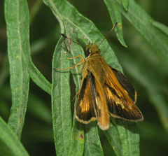 Ochlodes subhyalina
