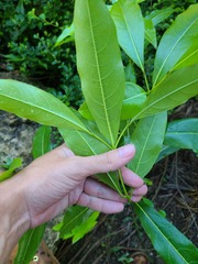 Cordia laevigata