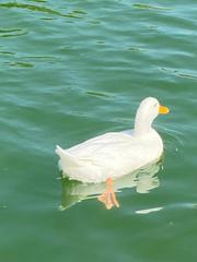 Anas platyrhynchos domesticus