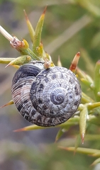 Xerosecta reboudiana