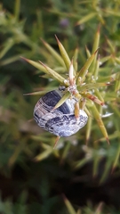 Xerosecta reboudiana