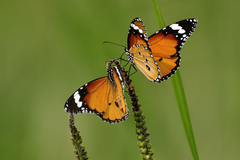 Danaus chrysippus