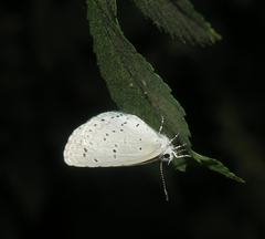 Celastrina argiolus ladonides