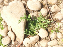 Sphaeranthus africanus